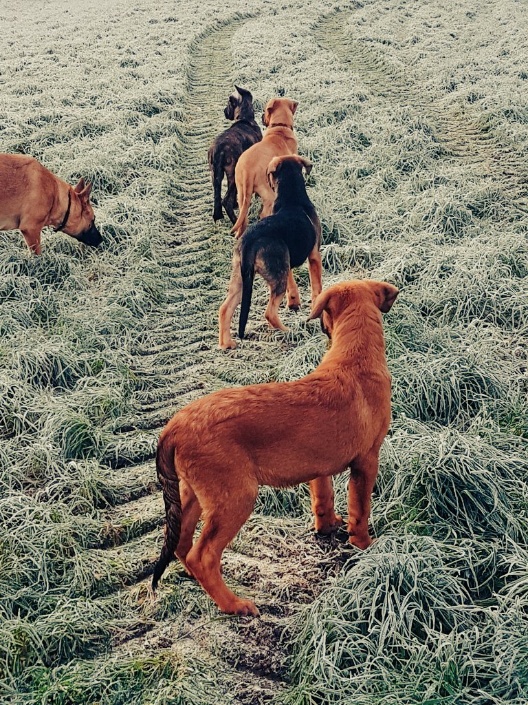 HSandriene's tweet photo. Meine Kids #Welpen https://t.co/AWcrpbjEZ0