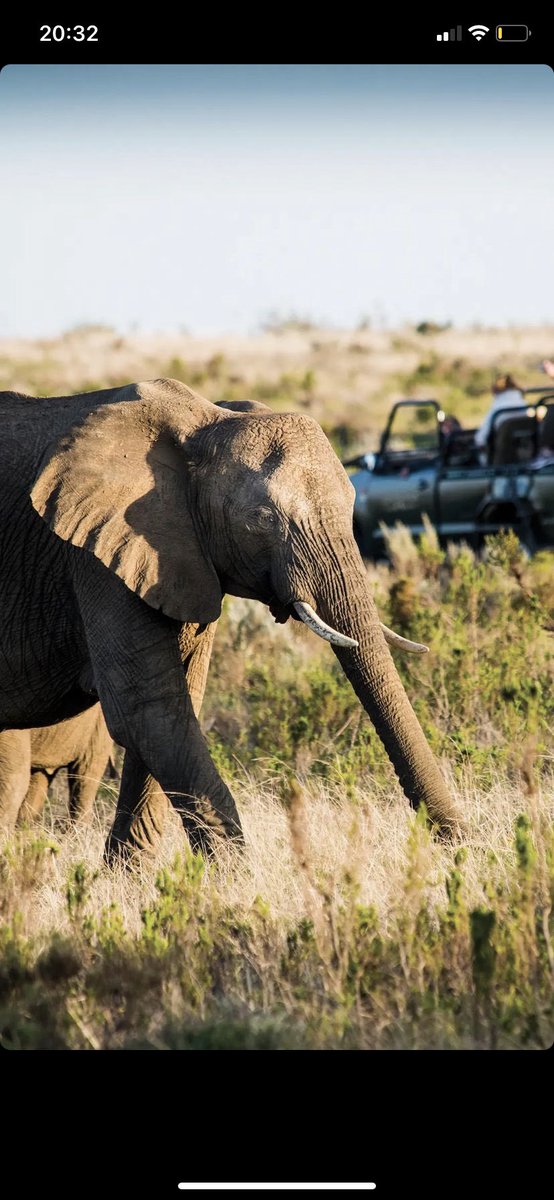 Telaiya1's tweet photo. Previous UGC work for a South African safari travel advert.#UGC #ugccreatorsneeded #ugccommunity #ugcopportunity #UGCcreator #SouthAfrica #safari #CapeTown #UGCcontent #ugcjourney https://t.co/PG8hgMWCdQ
