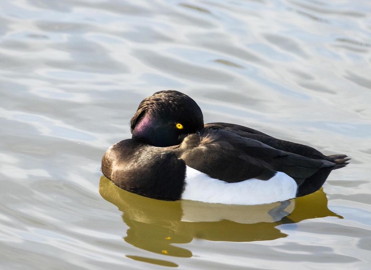 Lovely Epping Forest delights today!! Love a Little Owl!!