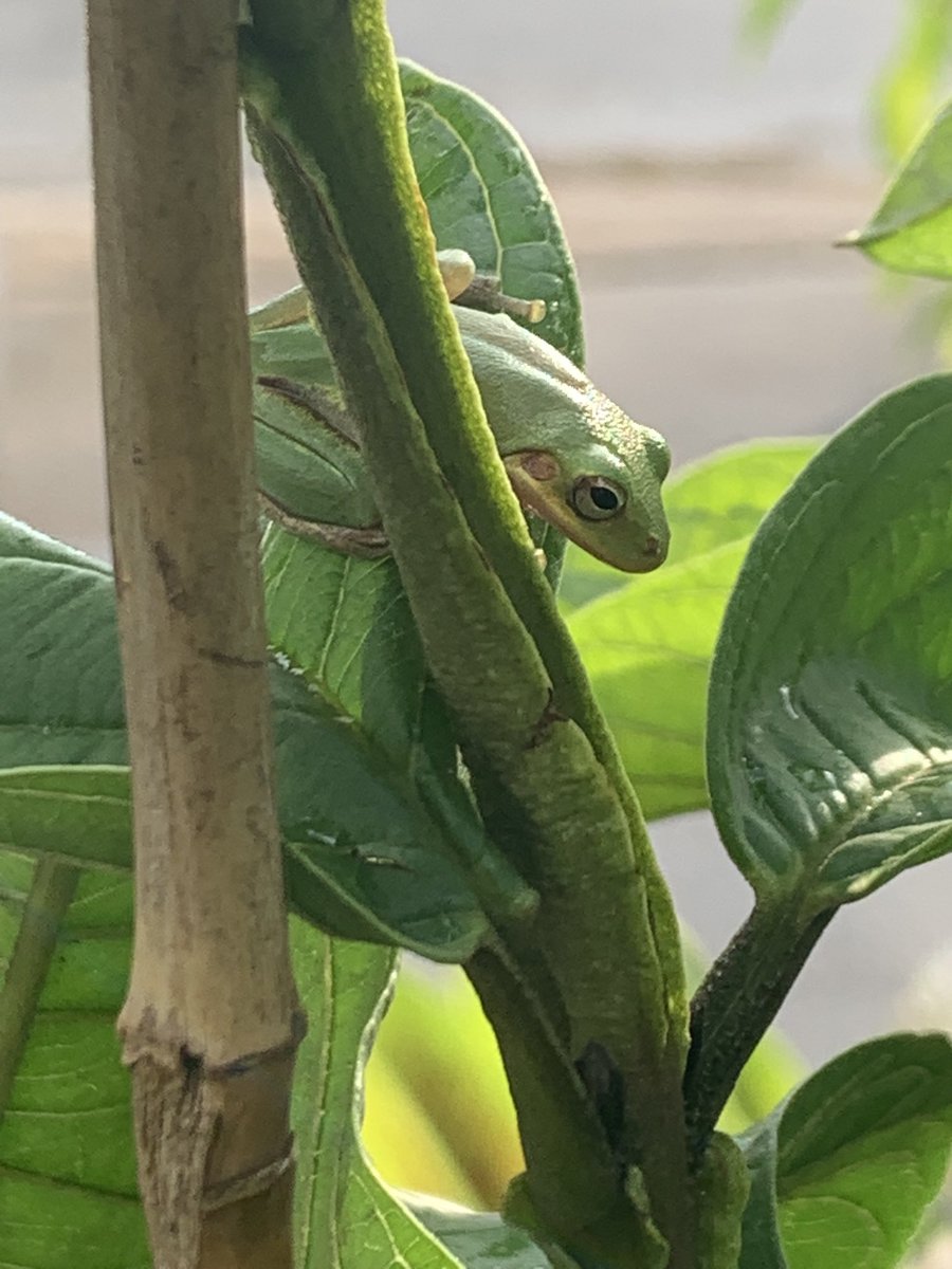 MsTarisJ's tweet photo. Photogenic Frog https://t.co/yY5zE8nNAb