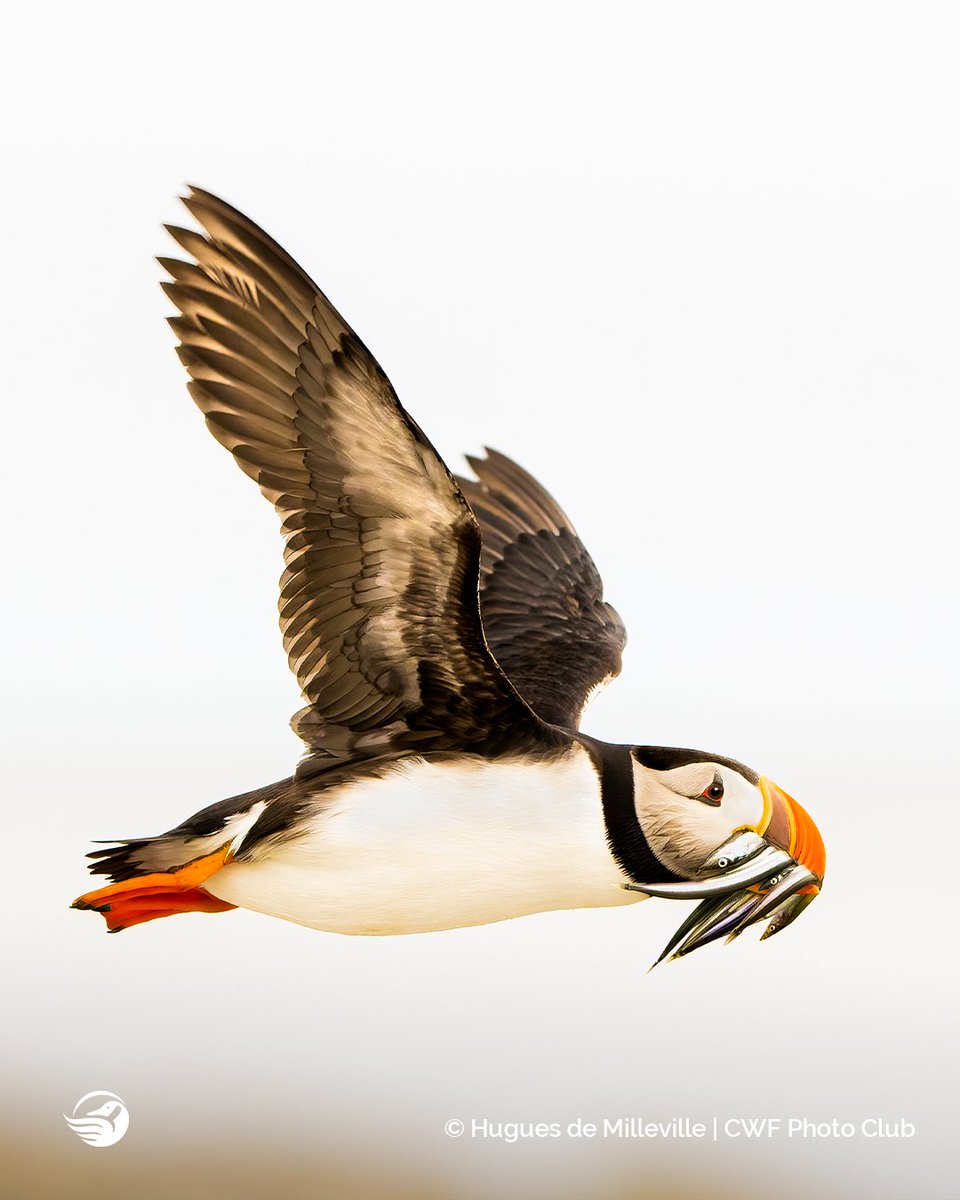 CWF_FCF's tweet image. Please help us celebrate these incredible runner ups and honourable mentions for the “Focus on Fauna” category in our CWF’s #ReflectionsOfNature photo contest! 👀 All of these images had our judges panel talking!