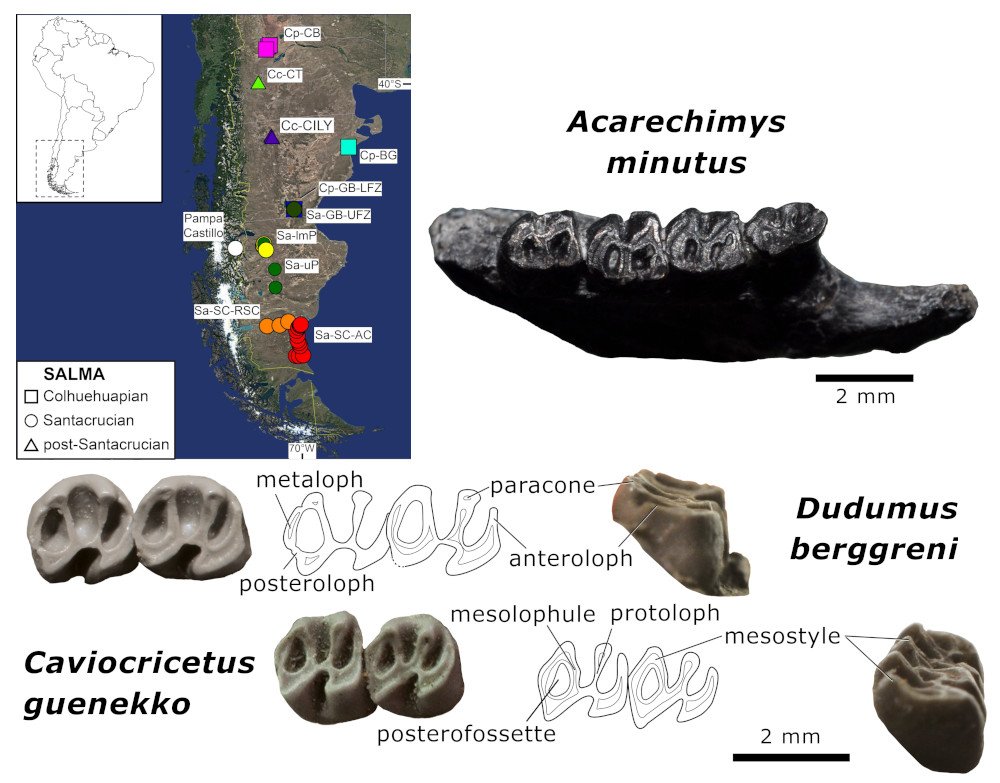 ThePalAss's tweet photo. Caviomorphs from Pampa Castillo, Chile: new octodontoid records &amp; biochronological implications https://t.co/Q9T7qsFbDv @dcpaleo @datadryad @wileyearthspace https://t.co/OjaO5R6QMv