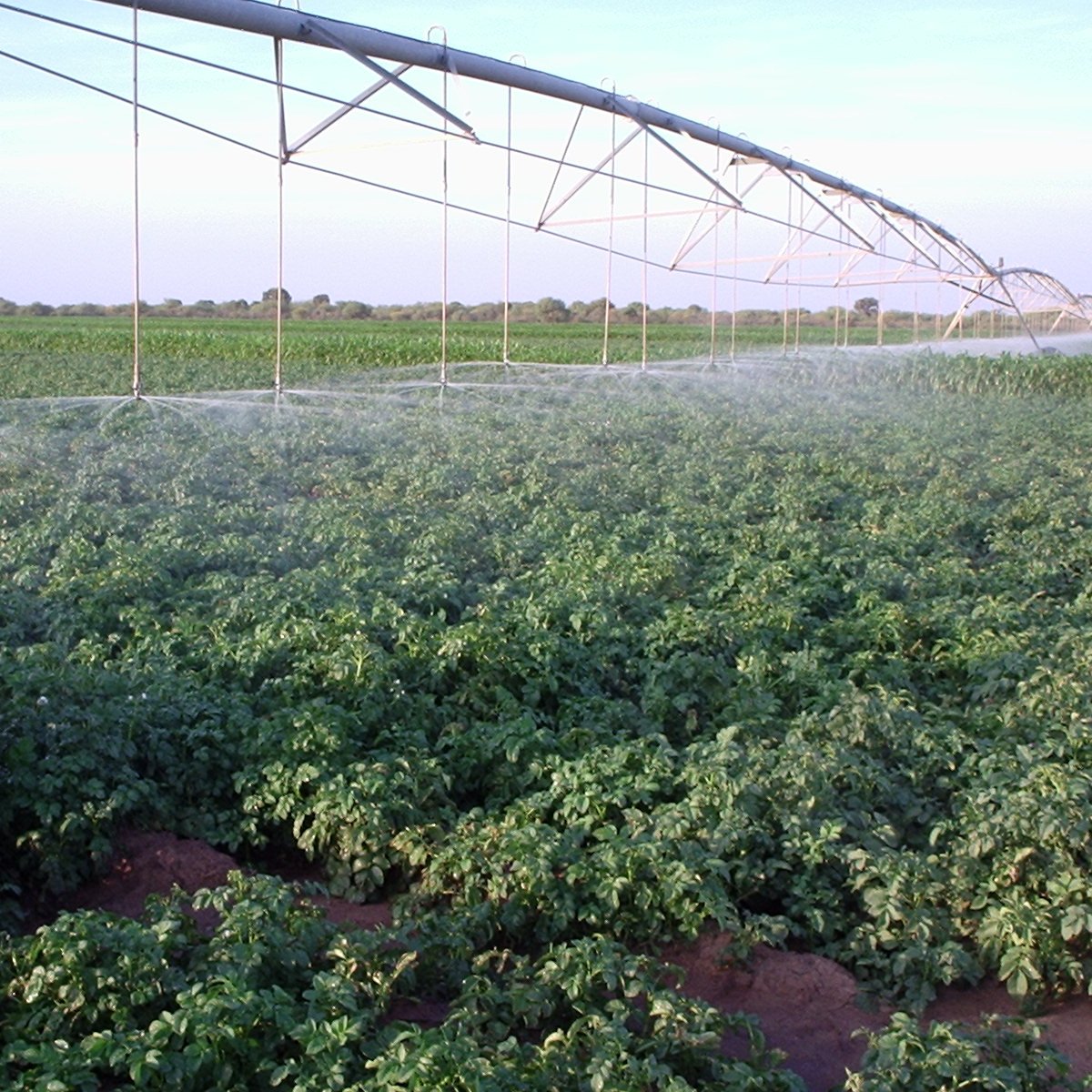 HILO Equipos de riego parte 2 💧

¿Son realmente clave para enfrentar las coyunturas climáticas? ¿tienen limitaciones de instalación y operación? ¿son rentables? 

Cerramos el análisis basado en nuestro último reporte  de Nuevos Procesos Agroindustriales junto a 
<a href="/AZGroup_ok/">AZ Group</a> 🧵👇🏻