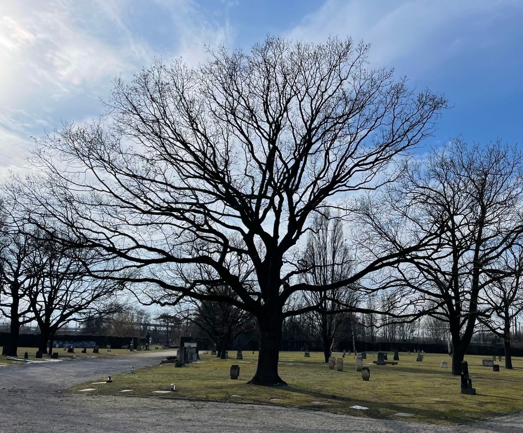 #Quercusrobur #Plant  in a Urban habitat #habitat  🦔  Link: ift.tt/DSAYkdj 🌻 Get the @NatureSpotsApp on naturespots.net and and start exploring #nature! 💚 'Breit ausladende Stieleiche (Quercus robur, Synonym: Quercus pedunculata) bei den Kriegergräbern von …