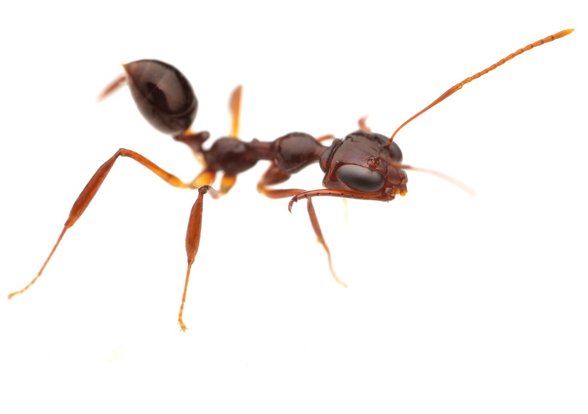 Myrmoteras are just the most badass trap-jaw ants