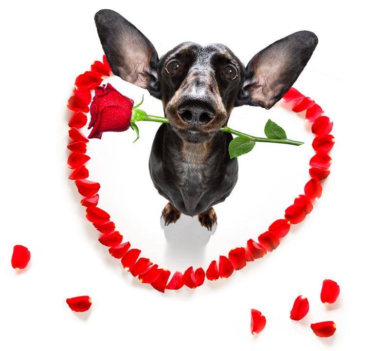 Dogbop tweet media