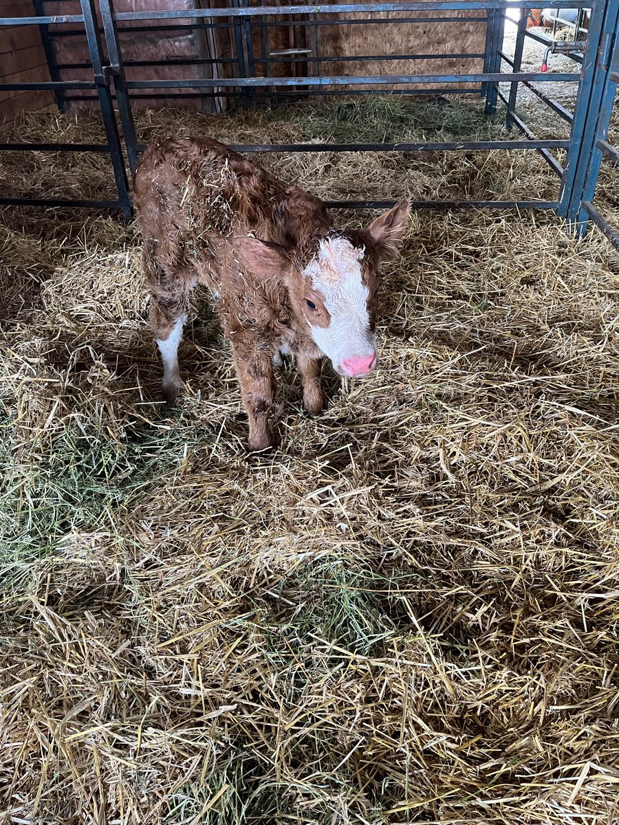 KarenShaw_'s tweet photo. Our 2 newest babies today @MVSA 90 more to go! #AbBP #AlbertaBeef #farm #ABetterFuture #AbNDP https://t.co/bF5xMrN2Tn