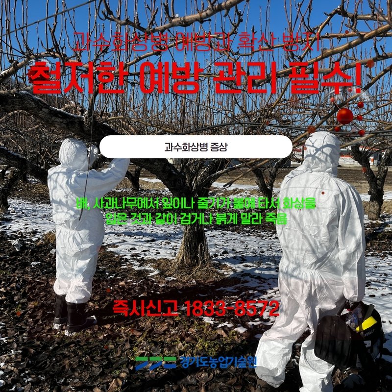 🦗안녕하세요,
경기도농업기술원입니다!👐
2월 #배ㆍ사과나무 #전정작업(가지치기) 시기

#과수화상병_확산_방지 위해
#재배농가 #소독관리_준수_필요

작업도구 소독관리와 영농작업일지 작성으로
화상병 교차감염과 확산 최소화

▶자세히보기 url.kr/lfvn5g