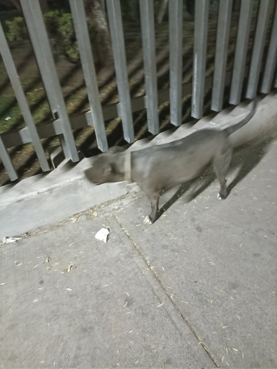 mariagcanom's tweet photo. Está perrita anda por Av. Politécnico, por la delegación del IMSS. Tiene collarcito, pero no pude verlo. Anda con otro lomito que se ve que conoce más la zona. #CDMX #GustavoAMadero https://t.co/qdTgxg8Fk1