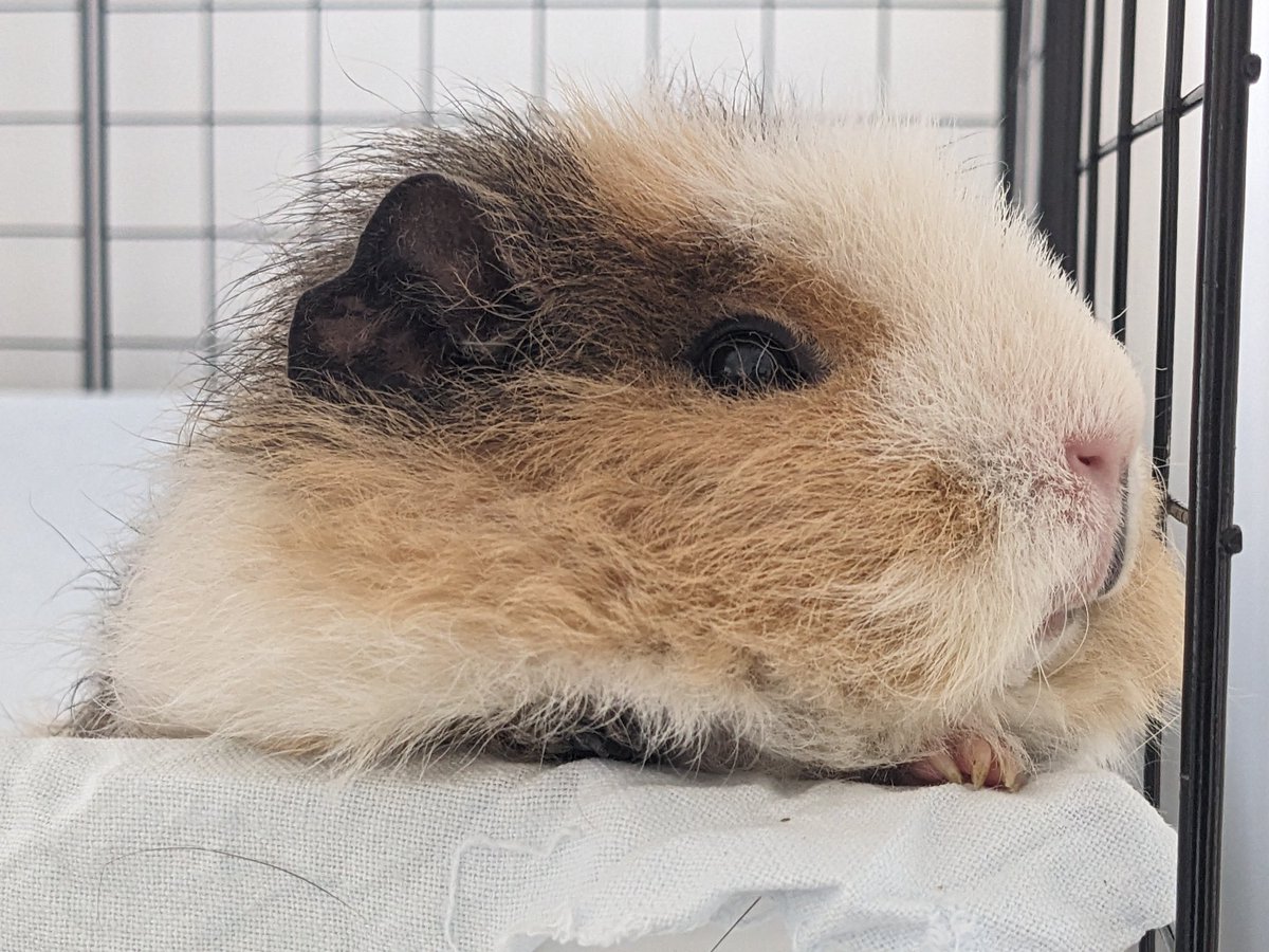 Humoschannel's tweet image. なんかふててる💦
#guineapig #pet #モルモット #小動物 #癒やし