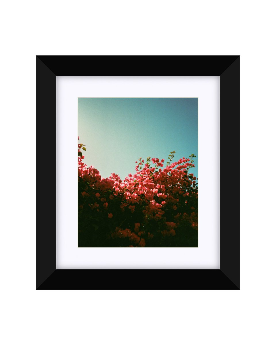 Prints available on <a href="/askdarkroom/">darkroom</a>. Link in bio.

#photography #35mm #analog