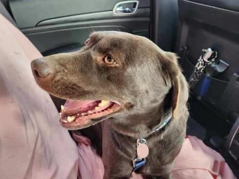 BrooklineLabs's tweet photo. #RESCUERIDE Chocolate breeder mom Bella had her rescue ride off the farm. She was the perfect passenger in the car.
Welcome, Bella, to the best chapter of your life!

#BrooklineLabs #fosterdogs #LabradorRetrieverRescue https://t.co/dn7KEVooD4