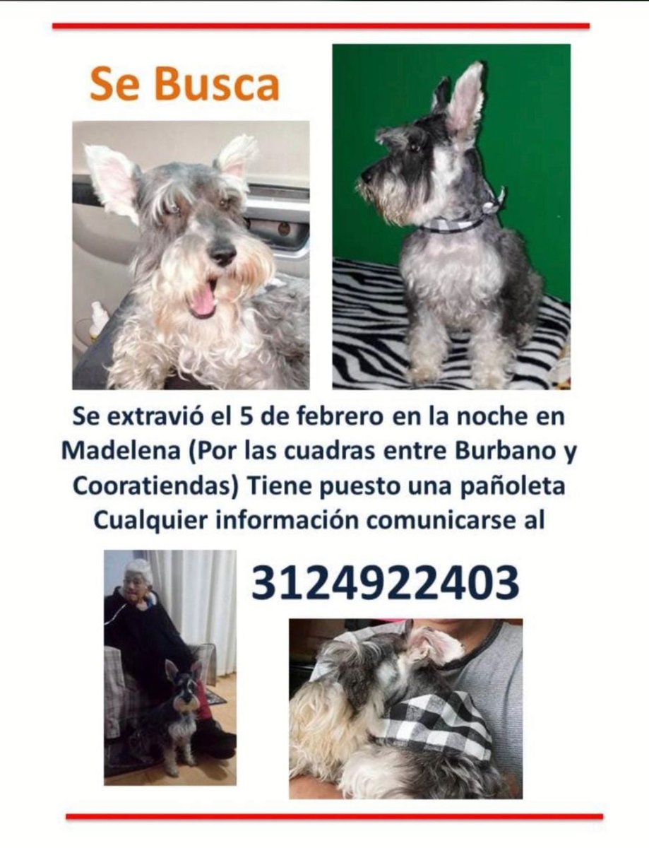 losbuscamos_col's tweet photo. Perdido perro el 5 de febrero por el Berrío madelena, Bogotá. Tiene pañoleta #AnimalitosPerdidosCol https://t.co/d5gwxivJdz