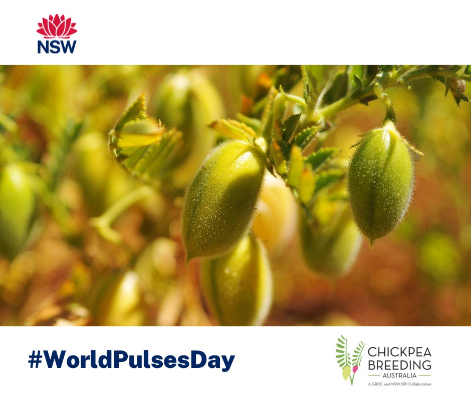 Happy World Pulses Day!
Did you know?
@ChickpeaAus is a collaboration between @theGRDC  & @nswdpi , est. in 2020.
The program aims to boost chickpea grower profitability.
Find out more at chickpeabreedingaustralia.com.au
#WorldPulsesDay #LovePulses #nswdpi #strongerprimaryindustries