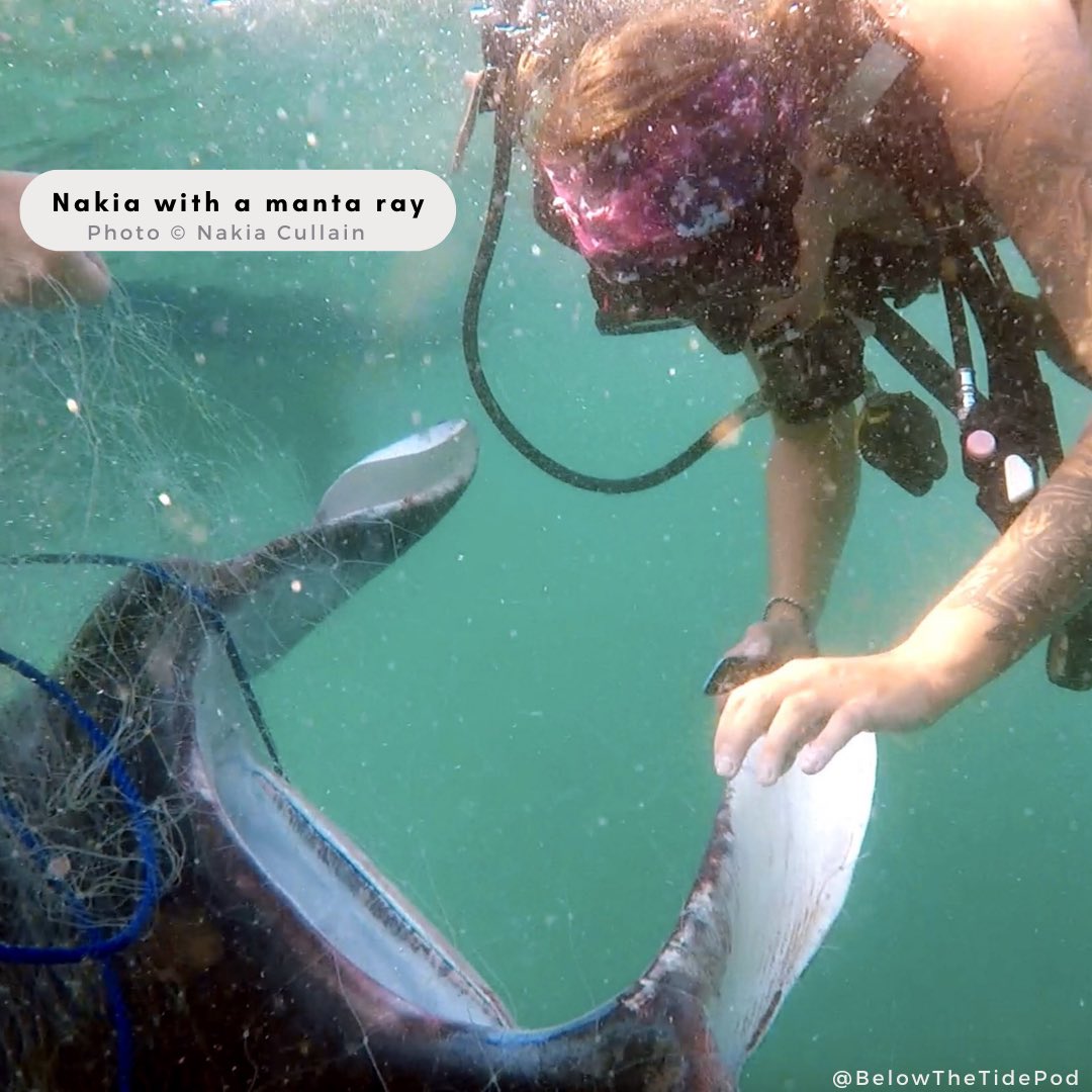 belowthetidepod's tweet photo. Did you catch Ep 32 - Becoming a Manta Ray Scientist with @NatureNak ? We chatted about the non-linear path to becoming a marine scientist, barriers + accepting imposter syndrome. Plus, we dive into Nakia's foundation @MarExpeditions 
Listen here: https://t.co/eLrShZyGRC
#SciComm https://t.co/HqyaTDX6Hf
