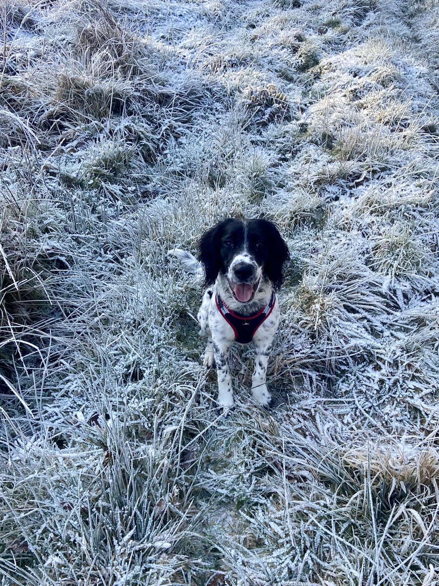 davi_sam9's tweet photo. @bunsenbernerbmd Oliver 🐾🐶 https://t.co/V2LKf0rANF