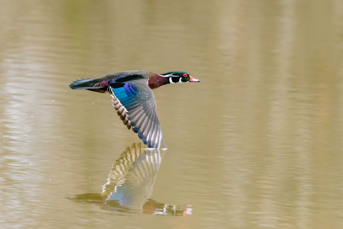 passion-4-tech-on-twitter-rt-willcoforests-wood-ducks-live-across