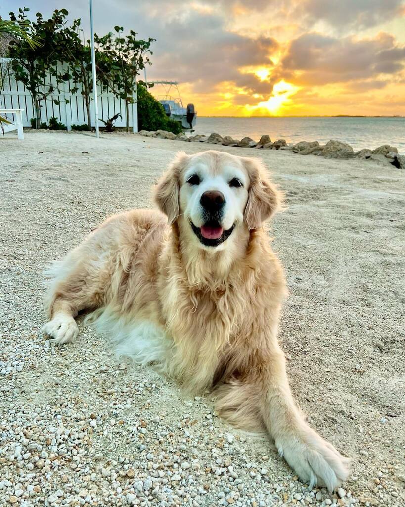TheGoldenRatio4's tweet photo. Hopper is impressed with how well you're doing 💛 https://t.co/hp3BHuFwP7