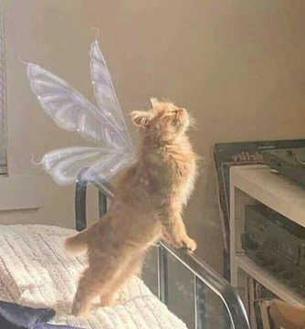 daria_wite's tweet photo. fairy cat https://t.co/1bzEakdF9t