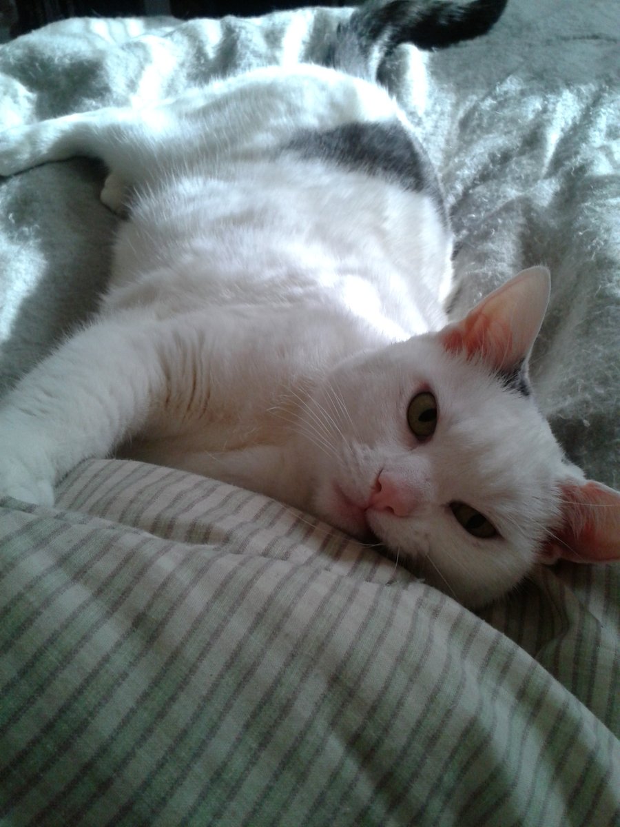 sky_dvr's tweet photo. #StuffIWishWasReal Visiting hours in Heaven... #Opal #Furever21 #SuperSeniorCatClub πΏππ https://t.co/UOi8SRxDIN