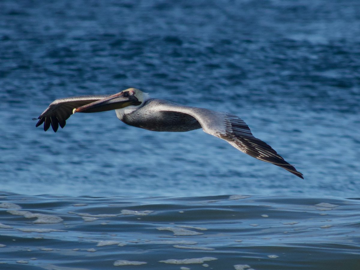 jayashworth2's tweet photo. I rather fell in love with Brown Pelicans on my recent Nicaraguan holiday, they flew up and down the beach almost surfing the waves all day. Such ungainly but beautiful birds that looked somewhat prehistoric. #Nicaragua #BirdsofNicaragua @birdnames_en https://t.co/VI2hmwv2ot