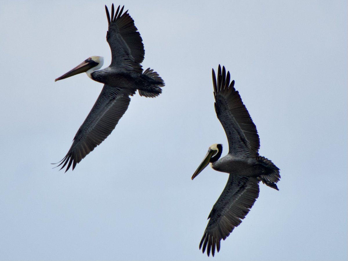 jayashworth2's tweet photo. I rather fell in love with Brown Pelicans on my recent Nicaraguan holiday, they flew up and down the beach almost surfing the waves all day. Such ungainly but beautiful birds that looked somewhat prehistoric. #Nicaragua #BirdsofNicaragua @birdnames_en https://t.co/VI2hmwv2ot