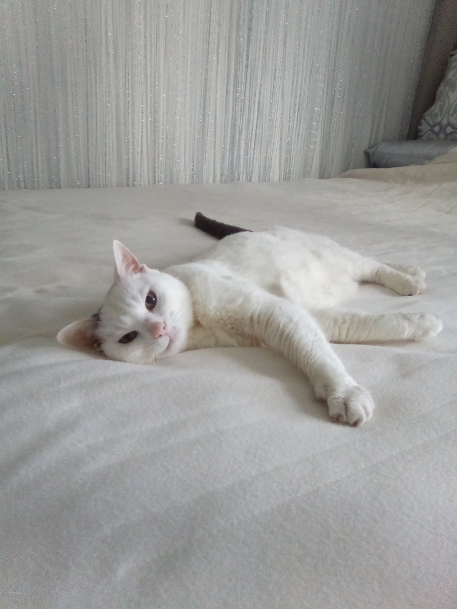 sky_dvr's tweet photo. #StuffIWishWasReal Visiting hours in Heaven... #Opal #Furever21 #SuperSeniorCatClub πΏππ https://t.co/UOi8SRxDIN
