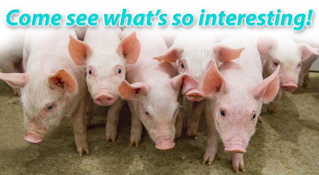 DocSarahDVM's tweet image. This week is double the fun! - mailchi.mp/porkavenuetrai…