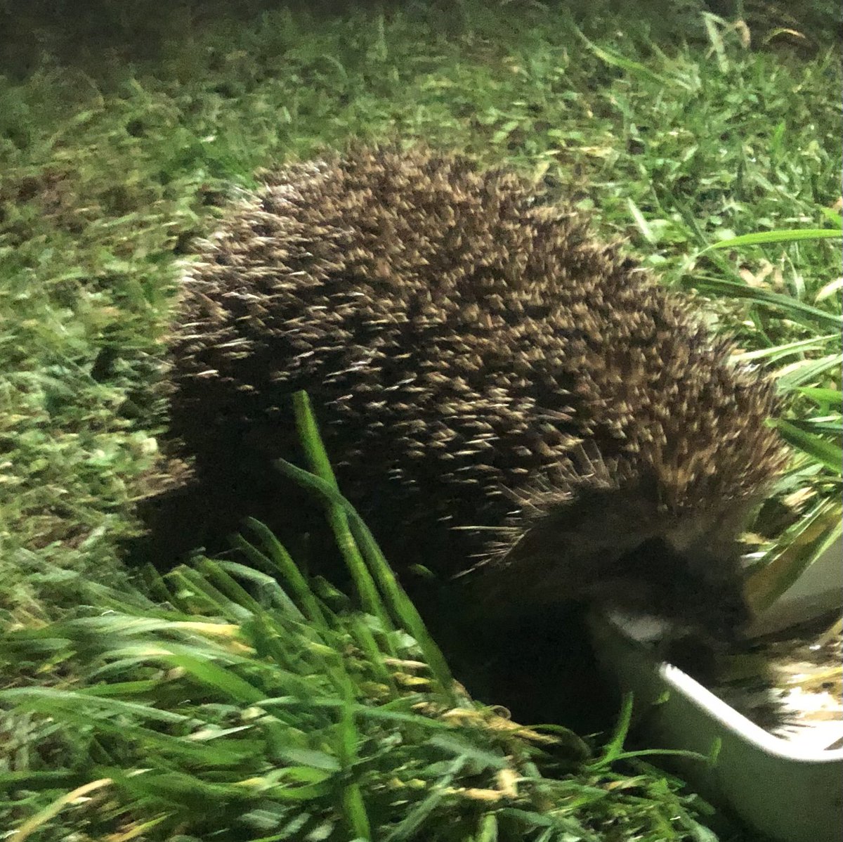 SpikyPeople's tweet photo. Two visitors this evening, and we’re pretty sure one of them is Deka our rescue hedgehog 😃 #SupportFeedingWorks https://t.co/tpzfOoHYdn