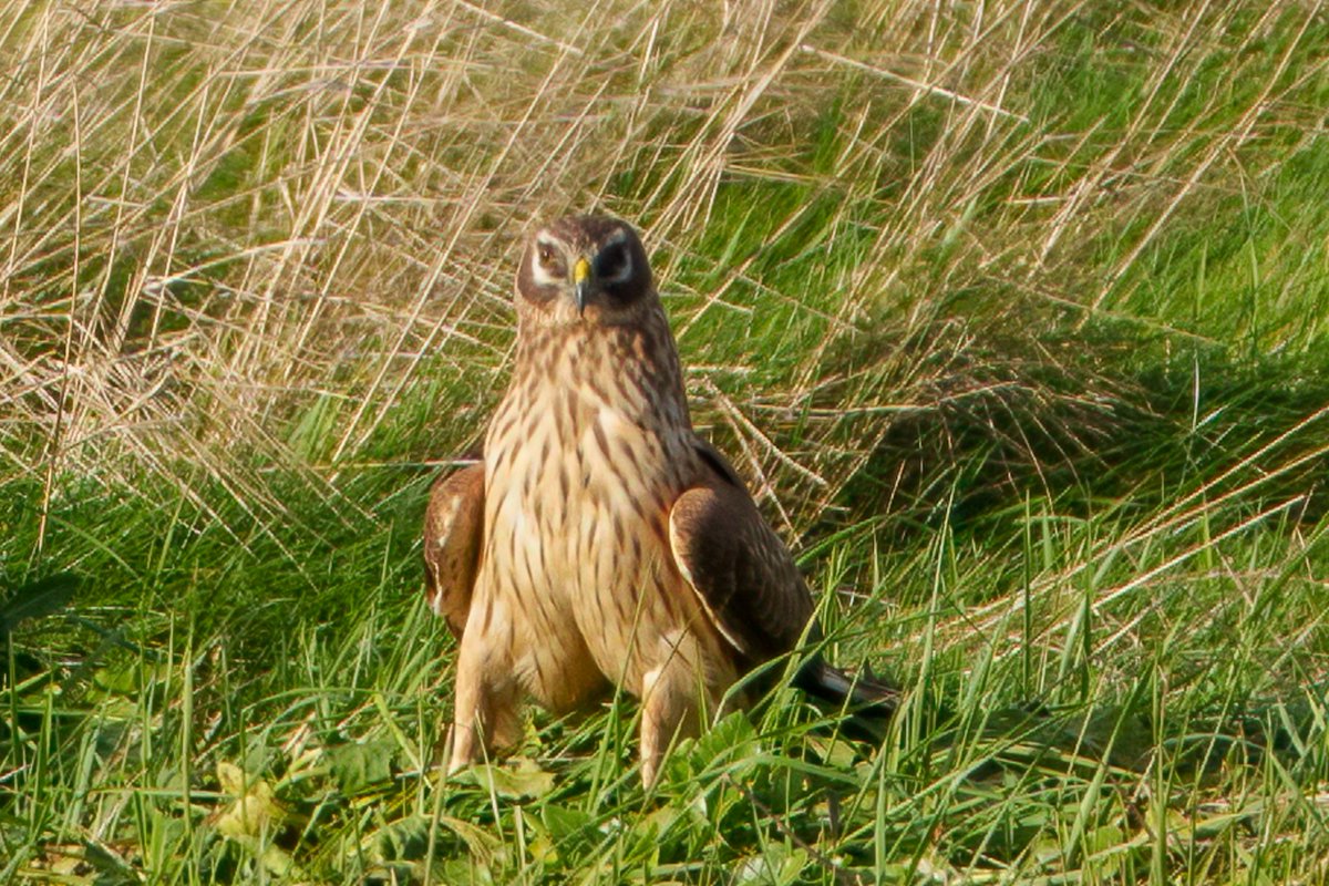 Hen Harrier perched up on the ground. Not often you see this 😍🇮🇪📸 #henharrier #birdwatchireland