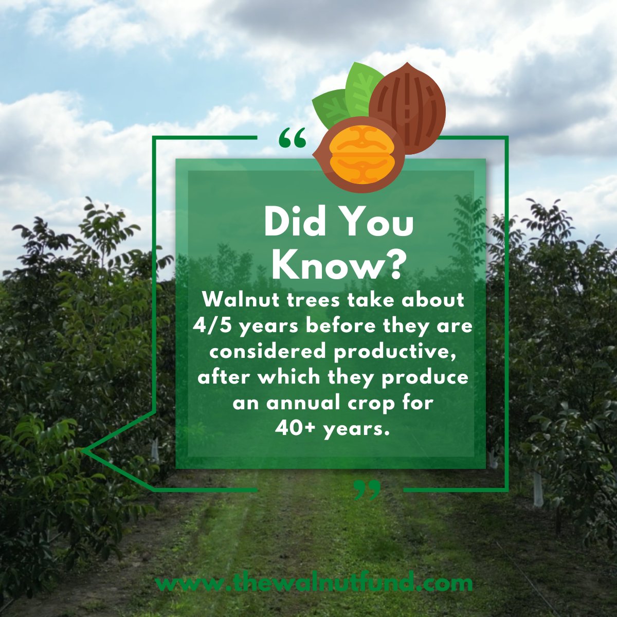 FundWalnut's tweet photo. Keep in mind, that the current price of 1 kg of #walnuts is around 10e per kilo and the general demand for them keeps growing yearly. 📈 

#passiveincome #LongTermIncomePlan https://t.co/o0SVppCLoa