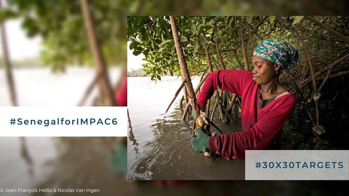 MedPAN's tweet photo. IMPAC1 → Australia
IMPAC2 → US
IMPAC3 → France
IMPAC4 → Chile
#IMPAC5 → Canada
#IMPAC6 → Let’s choose 🇸🇳 Senegal! An occasion to send a positive message to #AfricansMPAs and support their work!
@IMPAC5Canada #IMPAC5 #SenegalforIMPAC6 #IMPAC6 #30x30targets https://t.co/vGfMwQVkO9