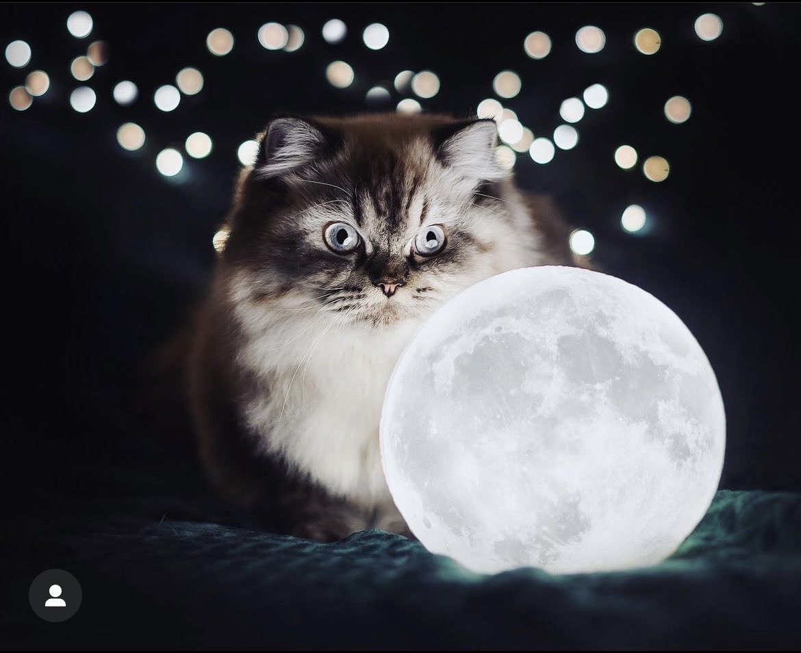 LindsayMay29's tweet photo. @catsofinstagram Luna 🥰�� https://t.co/0HZ0pZJ9yj