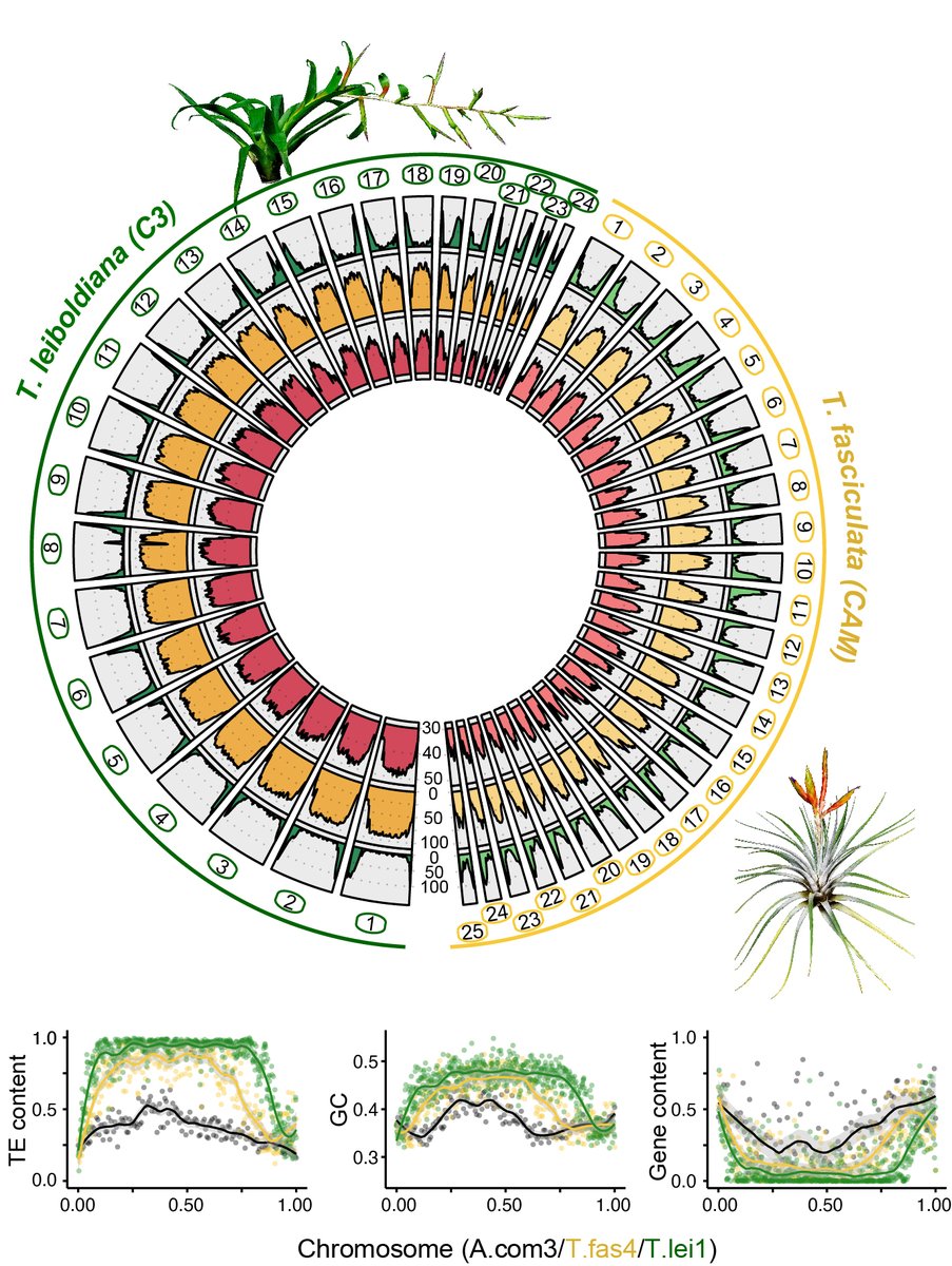 We release here the first pair of related #CAM/#C3 genomes, the first high quality genomes for #Tillandsia, and third for #Bromeliaceae.  The genomes exhibit some of the highest #TransposableElement contents, and an intriguing GC content landscape. doi.org/10.1101/2023.0…