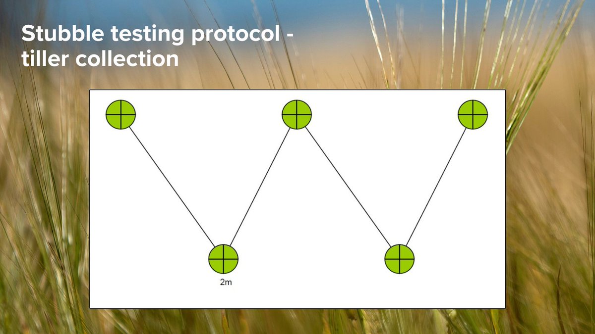 To help growers manage FCR risk, they can send samples for free testing to: 

Steven Simpfendorfer
NSW DPI
4 Marsden Park Rd
Tamworth NSW 2340

Growers should supply 12 primary tillers (off different plants) at 5 sites in a W pattern (see diagram). @nswdpi <a href="/s_simpfendorfer/">Steven Simpfendorfer</a>