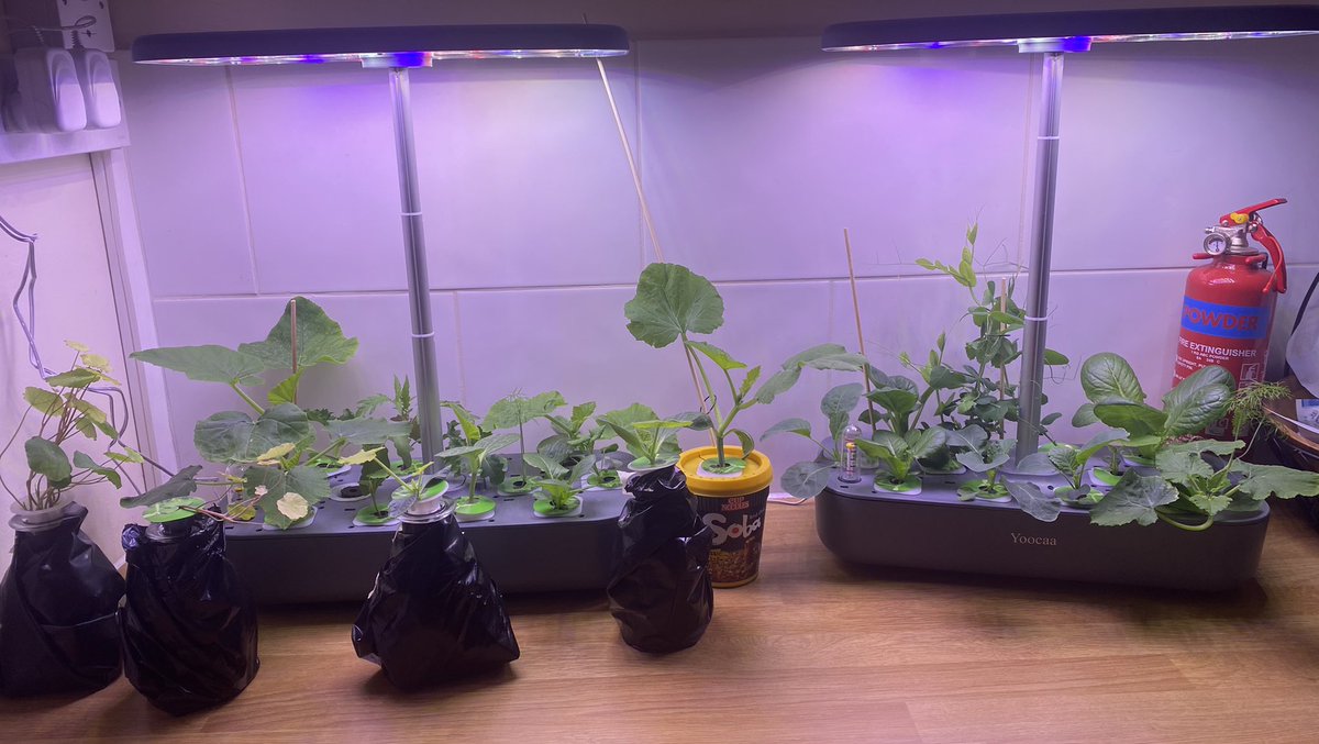 #farming is tending so thought I’d show some of my toys 🌱😁

#hydroponics #homegrown #vegetables #ledlighting #edibleflowers #edible #cabbage #peas #farm #flowers #spinach #beans #Cucumber #tomatos #herbs