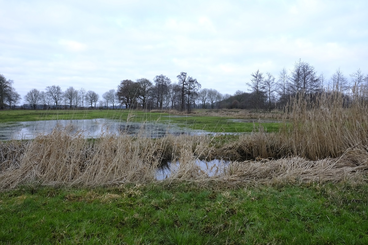 Na de close-up van het nest van de #dwergmuis nu ook de omgeving, goed voor het #zoekbeeld <a href="/bluetittit/">青雀</a> @Natuurmonument <a href="/Zoogdierverenig/">Zoogdiervereniging</a> @markodraisma <a href="/bomengidsnl/">bomengids.nl🐰🇺🇦</a> <a href="/lucia271/">lucia</a>