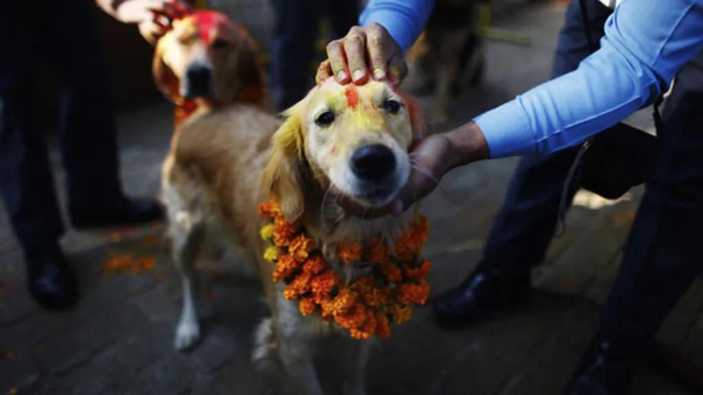 DiarioPresente's tweet photo. #Mundo🌐 El #Thiar, un festival en #Nepal que agradece a los perritos por su amistad y lealtad.
Los asistentes les ponen guirnaldas de papel en el cuello que significa una señal de respeto hacia ellos, en su frente ponen una marca conocida como tika. https://t.co/p5gc3jxkIF
