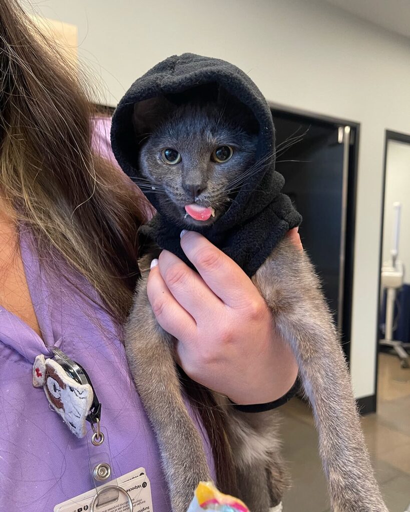 Mondays.
😜
•
•
•
•
•
•
•
•
•
•
•
•
•
#BYVH #BrooklynYardVet #Cats #CatsRule #CatsOfInstagram #VetMed #Pdx #PdxCats #PortlandCats #PdxPets instagr.am/p/CoVeE0Ey7mt/