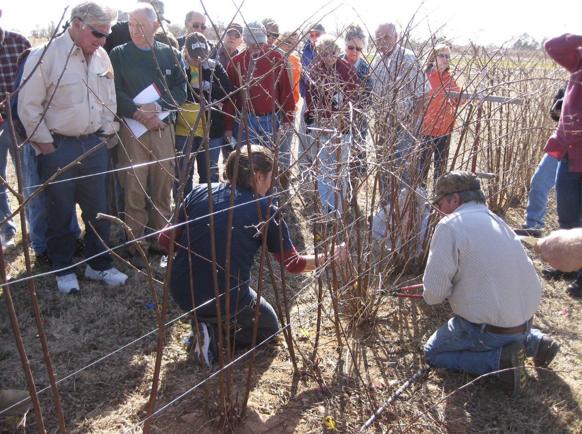 AginArk's tweet photo. Making the cut is one thing. Making the right cuts can mean healthier plants and more fruit and pecans. @ArkAgResearch #horticulture pros will be holding a hands-on #pruning workshop Feb. 28.

https://t.co/jIVqWdVJSd
@uarkhort https://t.co/cbZ2ARuKi8