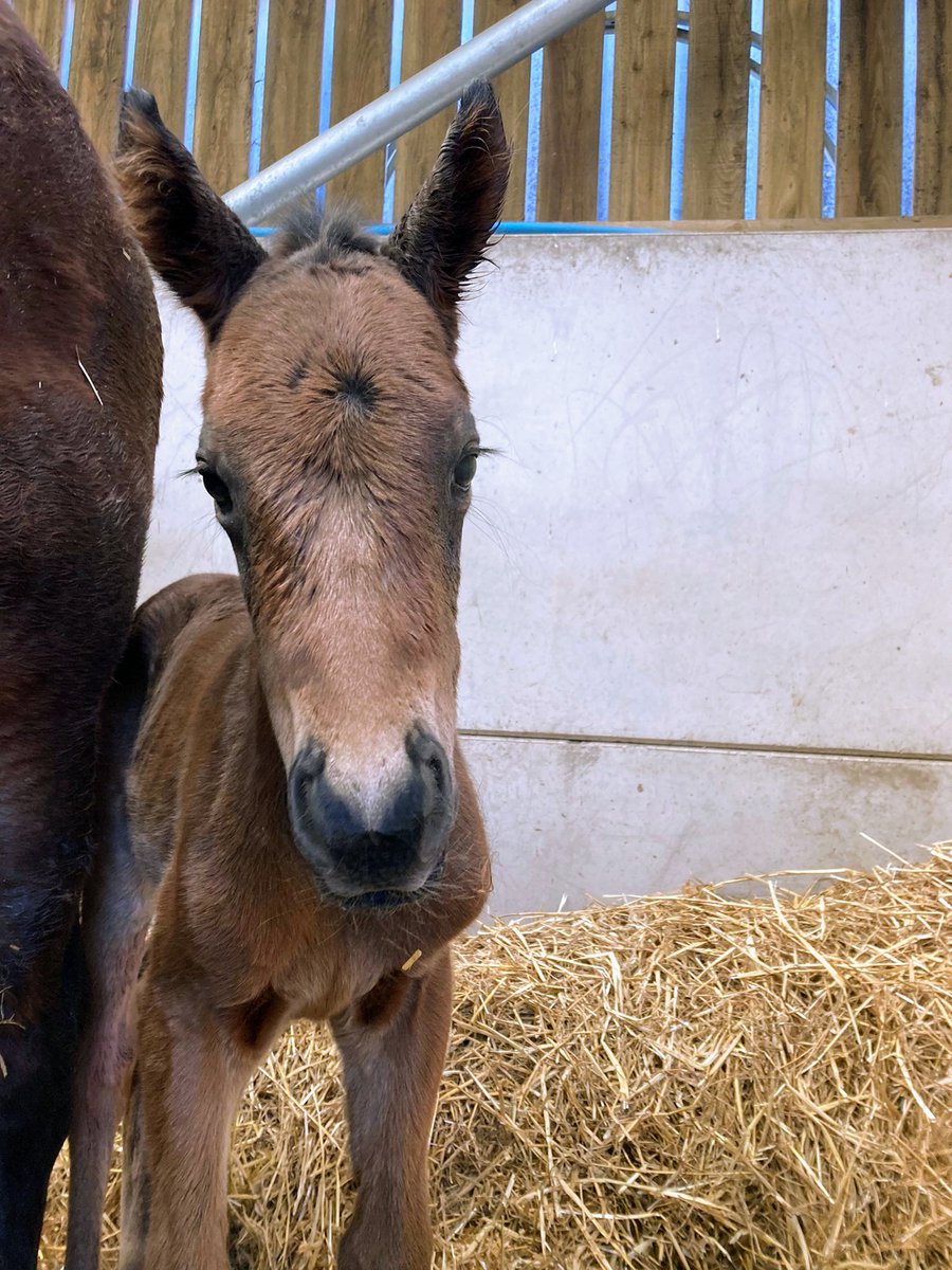 Greg Saveall-Green tweet media