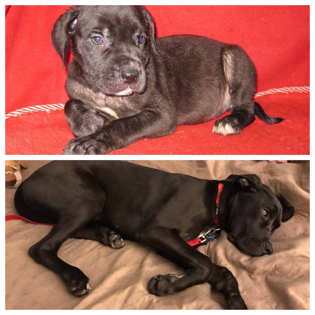 Meredith Grotti tweet media