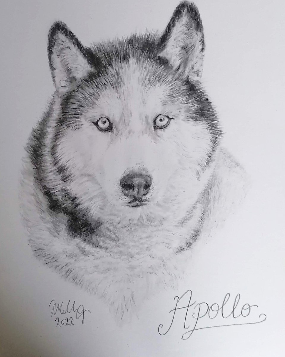 jennymelling123's tweet photo. A husky I was commissioned to draw in graphite
#husky https://t.co/7NLBM45OJv