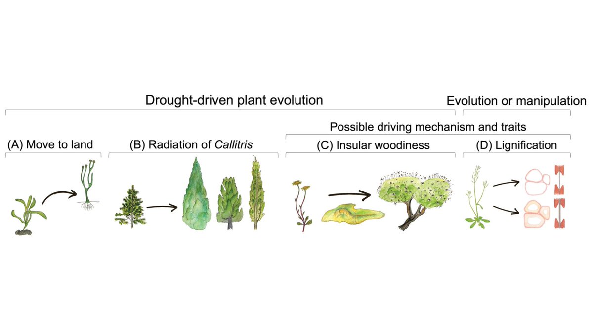 It was a pleasure to write and illustrate an #Insight into #drought-driven plant adaptation for @JXBot with the wonderful @fletcher_leila find it here! ➡️ bit.ly/3HXSQIW based on this excellent article by @AjareeThonglim, @frederic_lens & co ➡️ bit.ly/3DJZoIr