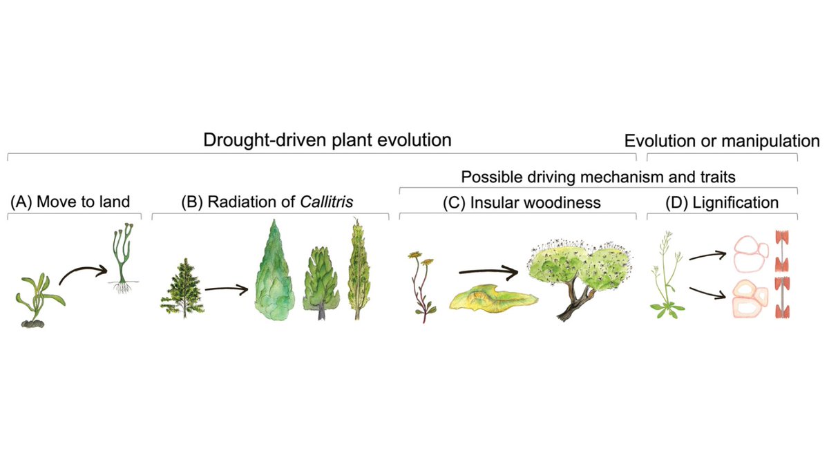 Dr. Kate Johnson (@kateplantphys) on Twitter photo It was a pleasure to write and illustrate an #Insight into #drought-driven plant adaptation for <a href="/JXBot/">JXB @jxbotany.bsky.social</a> with the wonderful <a href="/fletcher_leila/">Leila Fletcher</a>
find it here! ➡️ bit.ly/3HXSQIW
based on this excellent article by <a href="/AjareeThonglim/">Ajaree Thonglim</a>, <a href="/frederic_lens/">Frederic Lens</a> & co ➡️ bit.ly/3DJZoIr It was a pleasure to write and illustrate an #Insight into #drought-driven plant adaptation for <a href="/JXBot/">JXB @jxbotany.bsky.social</a> with the wonderful <a href="/fletcher_leila/">Leila Fletcher</a>
find it here! ➡️ bit.ly/3HXSQIW
based on this excellent article by <a href="/AjareeThonglim/">Ajaree Thonglim</a>, <a href="/frederic_lens/">Frederic Lens</a> & co ➡️ bit.ly/3DJZoIr