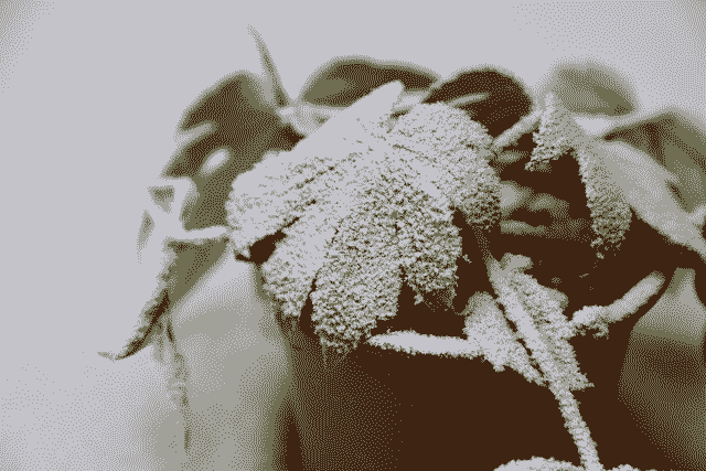 Ordinal of the day - Inscription #4200

View on-chain in full quality here:
ordinals.com/inscription/91…