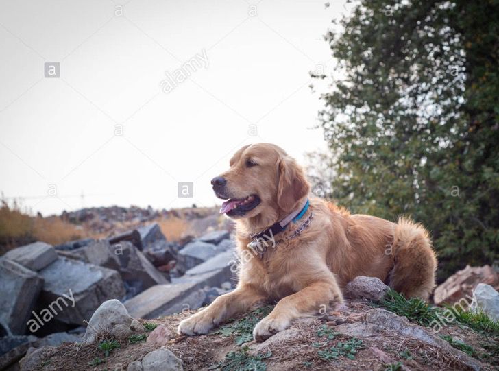 LuisVianaR's tweet image. OJO @cazamosfakenews  #FALSAS Las fotografías del perro rescatista entre escombros no son de Turquía ni de este año. El verdadero origen de las gráficas se remonta al año 2018 y pertenecen a la agencia Alamy y son del fotógrafo Jaroslav Noska.