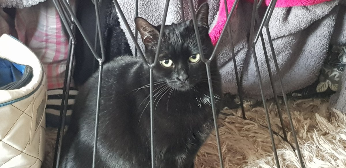 AVSOLDIERBLU's tweet photo. My mummy wants to know why
 D.O.G.S
Do as there told and cats just ignore orders....
Cos we Are CATS!!!
Hoomans can be so DUMB...
Love Magick https://t.co/44pKWxCYND