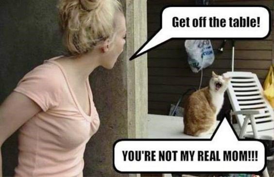 My mummy wants to know why
 D.O.G.S
Do as there told and cats just ignore orders....
Cos we Are CATS!!!
Hoomans can be so DUMB...
Love Magick