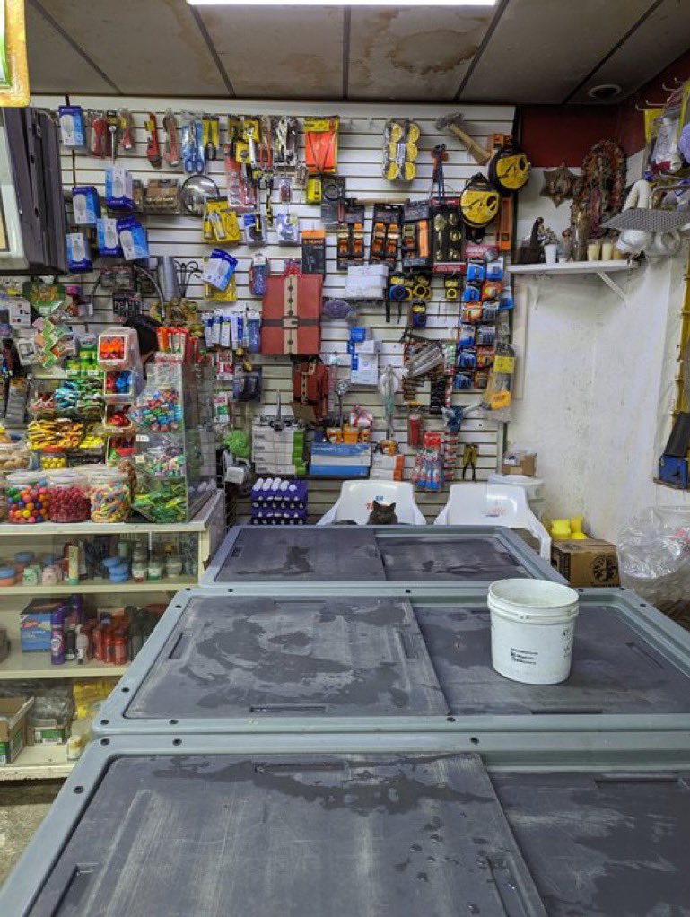 Bodega Cats tweet media